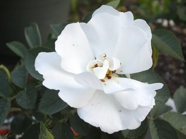  photo Sapho_zps26feb634.jpg